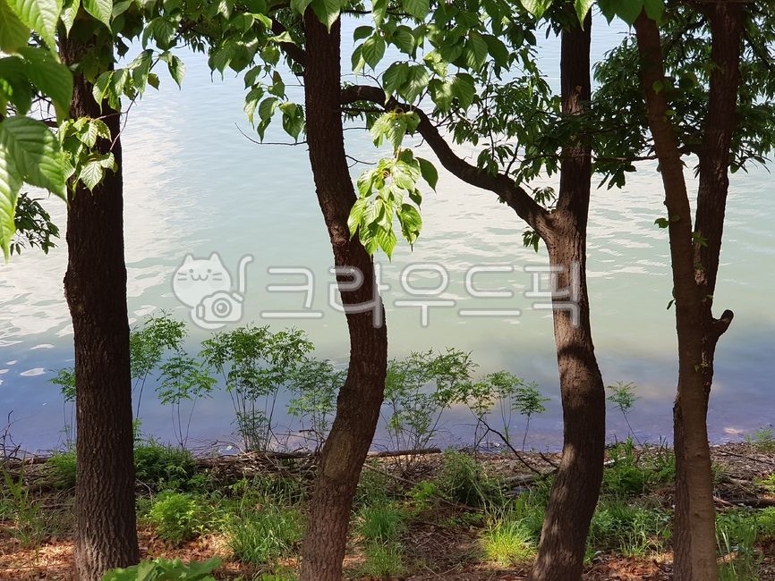 tree trunk,green,early summer,plant,tree,Freshness,leaf,water,State of the Union