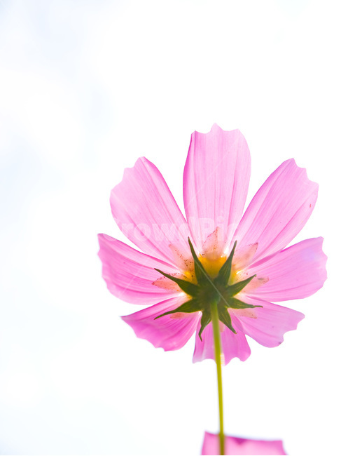 가을,코스모스,역광,가을하늘,흰배경,가을,계절,fall,autumn,season,식물,자연,plants,nature,꽃,flower,plant,petal,꽃잎,blossom,daisies,데이지,daisy