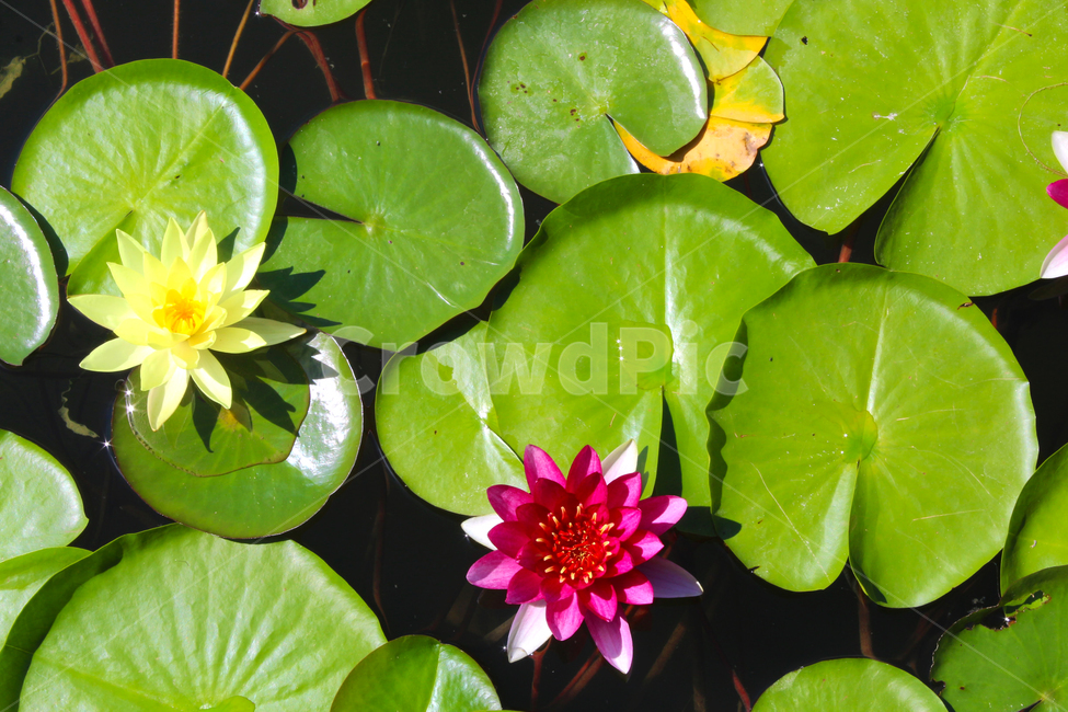 연꽃,연잎,연못,연밭,저수지,수초,물,식물,자연,plants,nature,꽃,flower