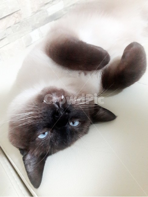 고양이,샴고양이,고양이확대범,고양이눈,반려묘,동물,animal,포유류,mammal,고양이,cat,kitten,kitty