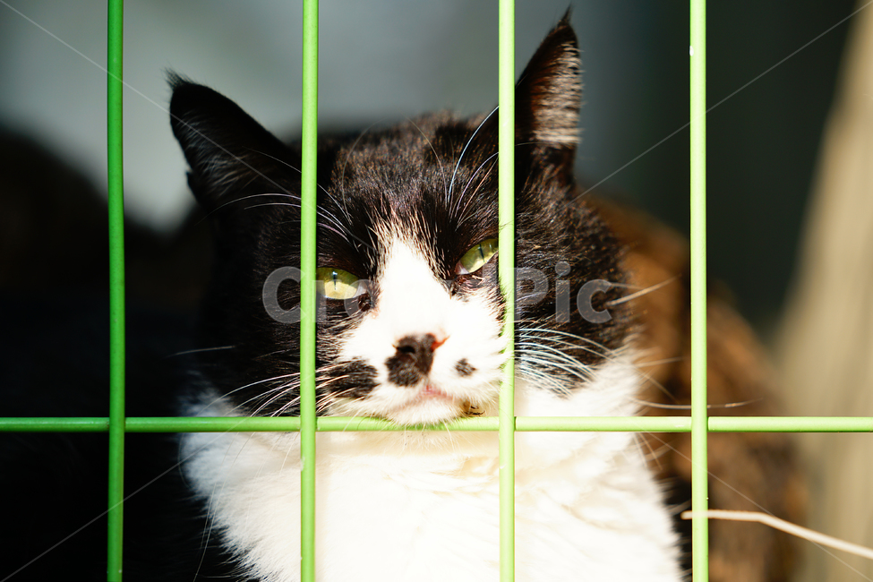 Meow,wild animals,cat cat,Pets,pet cat,stray cat,mammal,cat,animal,pet