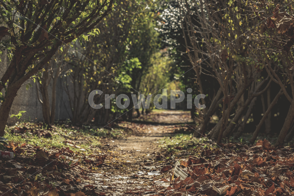 공원,산책로,가을,나무,자연,길,park,walk,fall,tree,wood,fallenleaves,beautiful,nature,자연,풍경,nature,landscape,ground,바닥,plant,식물,path,통로