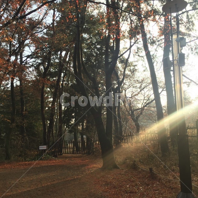 빛,숲길,나무숲,울타리,산책,산책길,빛나는길