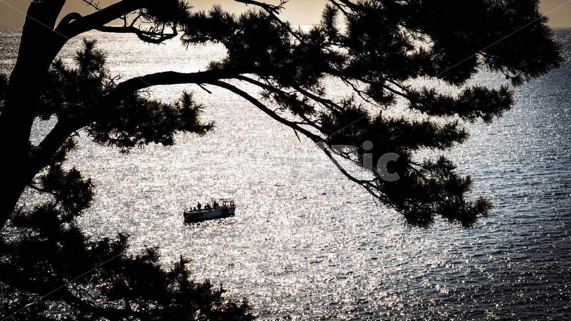 바다,나무,역광,자연,풍경,고즈넉함,자연,풍경,nature,landscape