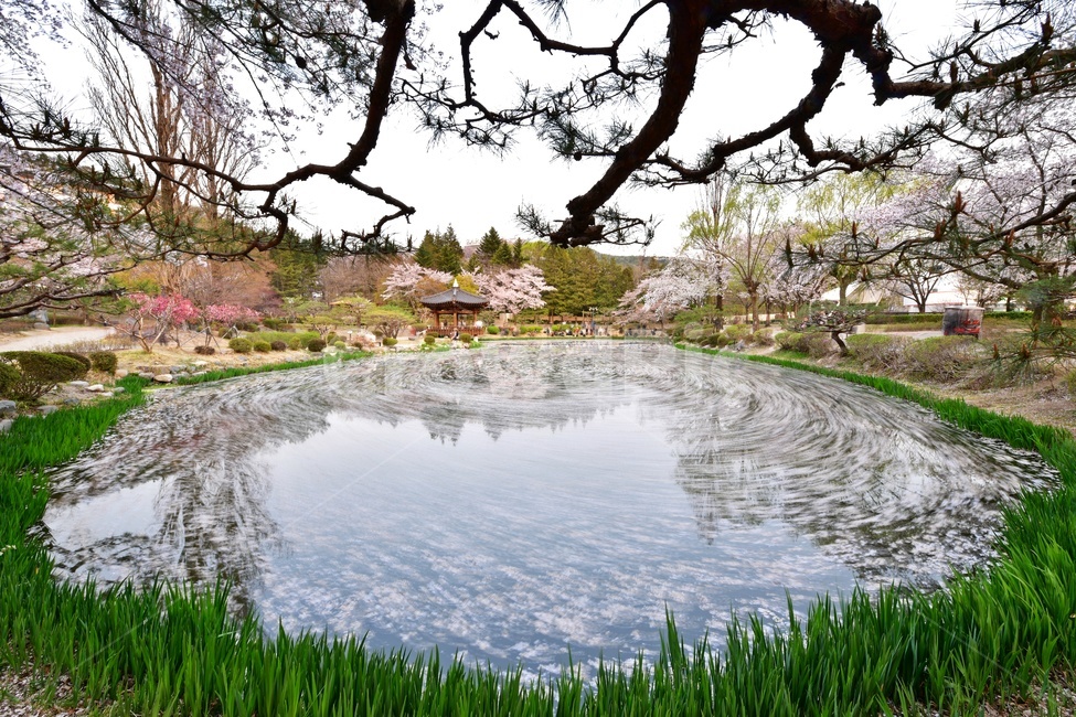 경주,보문정,보문관광단지,보문정봄,보문정벚꽃,벚꽃,연못,물흐름,봄,계절,꽃잎,water,물,nature,자연,outdoors,옥외,경치,경관,풍경,식물,plant,자연,풍경,nature,landscape,한국자연풍경,한국자연경관,korea nature landscape
