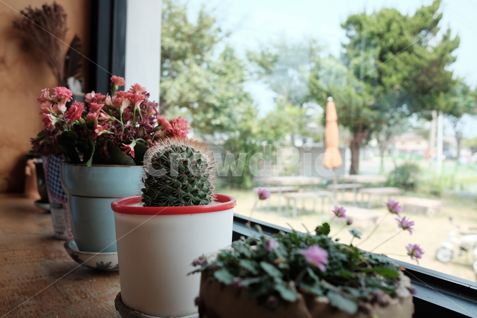 화분,선인장,플랜테리어,감성사진,창가,실내용화초,화분,화초,house plant