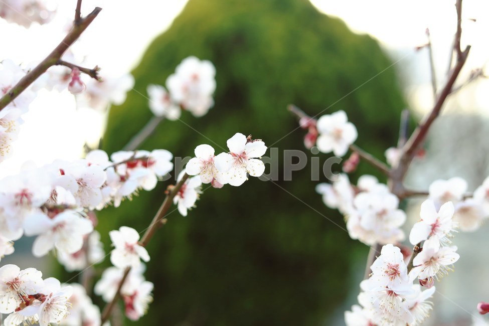 살구꽃,꽃,나무,자연,풍경,봄,계절,spring,season,식물,자연,plants,nature,꽃,flower,plant