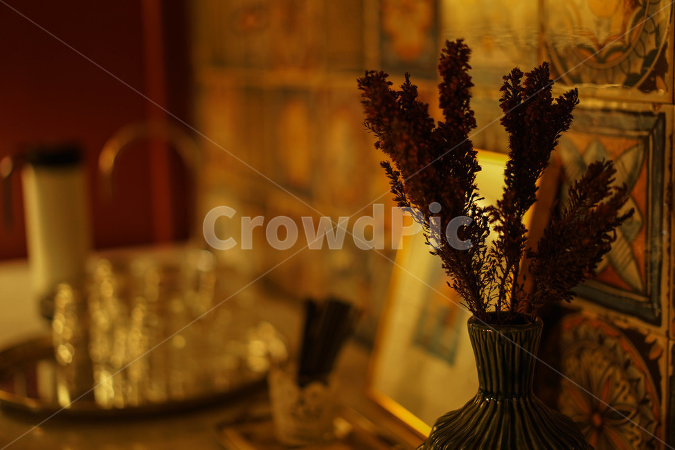 카페,커피,따듯한,노랑,서양,실내용화초,화분,화초,house plant