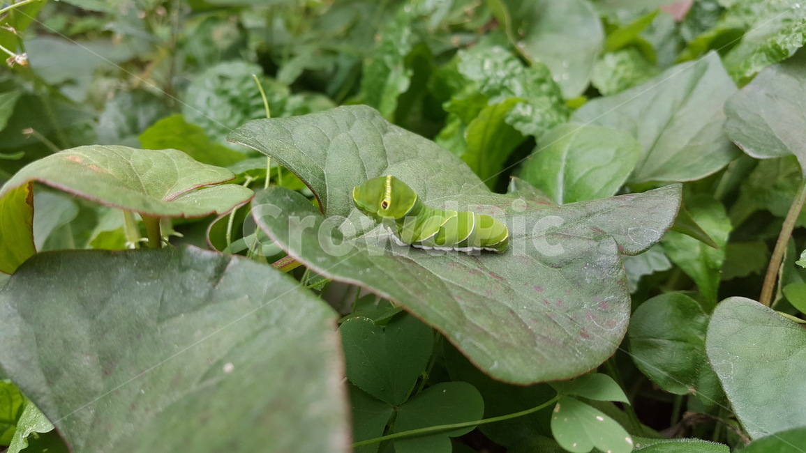 초록,애벌레,곤충,보호색,꿈틀꿈틀,동물,animal,곤충,벌레,insect,bug