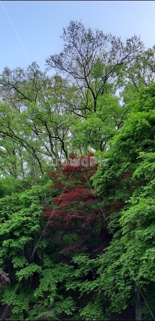 나무,울창한숲,단풍,tree,maple