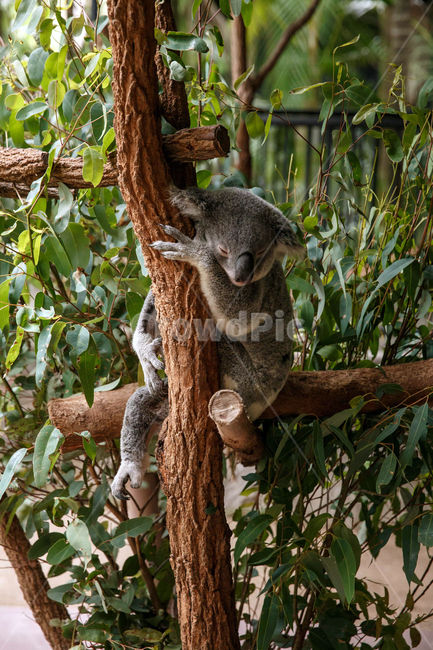 koala,siesta,eucalyptus,australia,sleep,dream,doze,animal,zoo,nap