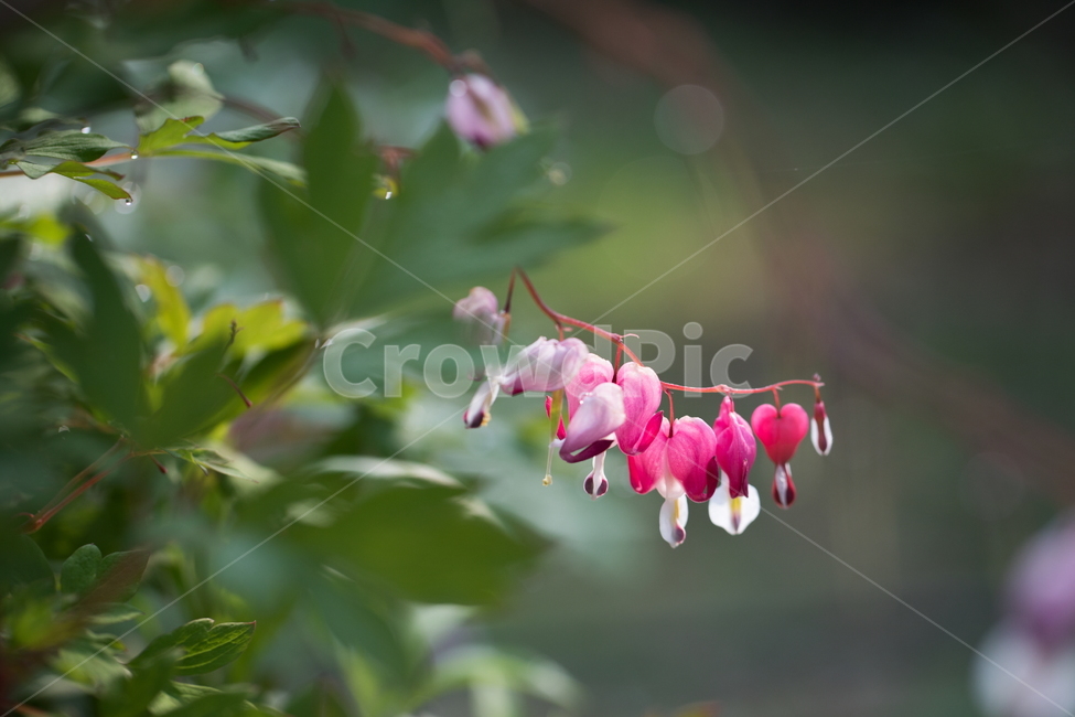 금낭화,꽃,플라워,flower,dicentra,식물,식물,자연,plants,nature,꽃,flower