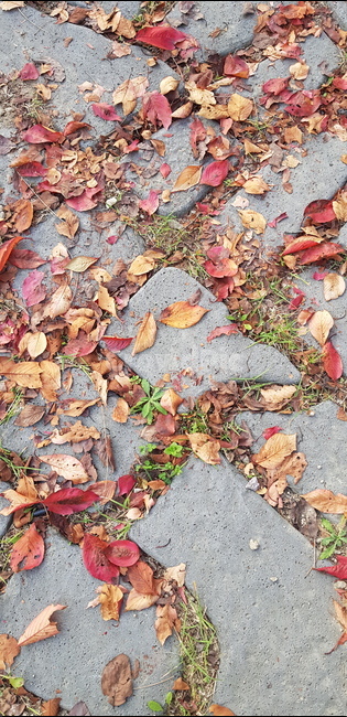 ground,바닥,leaf,잎,낙엽