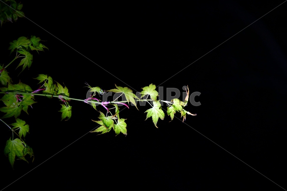 꽃,식물,leaf,잎,tree,나무,연두,조명