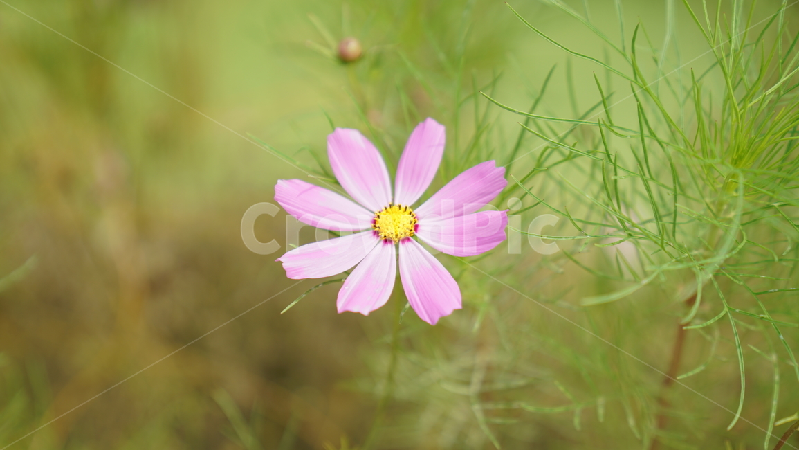 코스모스,꽃,자연,식물,계절,바탕화면,flower,nature