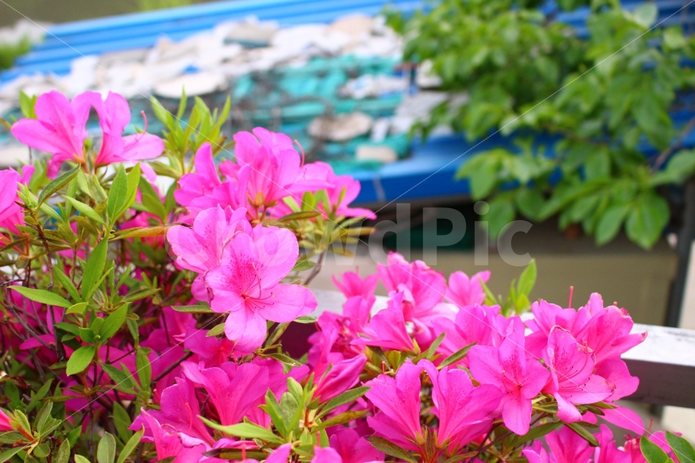시골,나무,지푸라기,감성,지붕,꽃,식물,자연,plants,nature,꽃,flower
