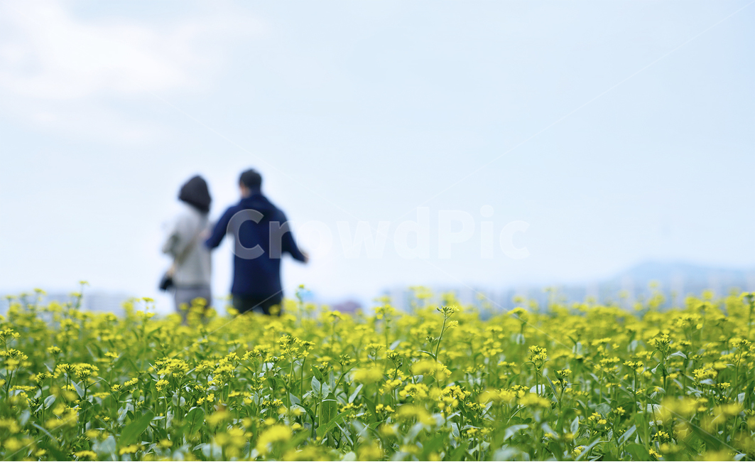 커플,유채꽃,남자,여자,뒷모습,봄,식물,풍경,친구,남매,봄,계절,spring,season,사람,인물,인간,human,person,연인,커플,사랑,lover,couple,field,들,outdoors,옥외,grassland,목초지,nature,자연