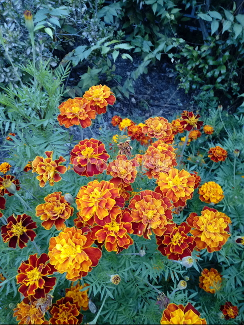 꽃,식물,plant,flower,하국,도경,메리골드,금잔화,식물,자연,plants,nature,꽃,flower