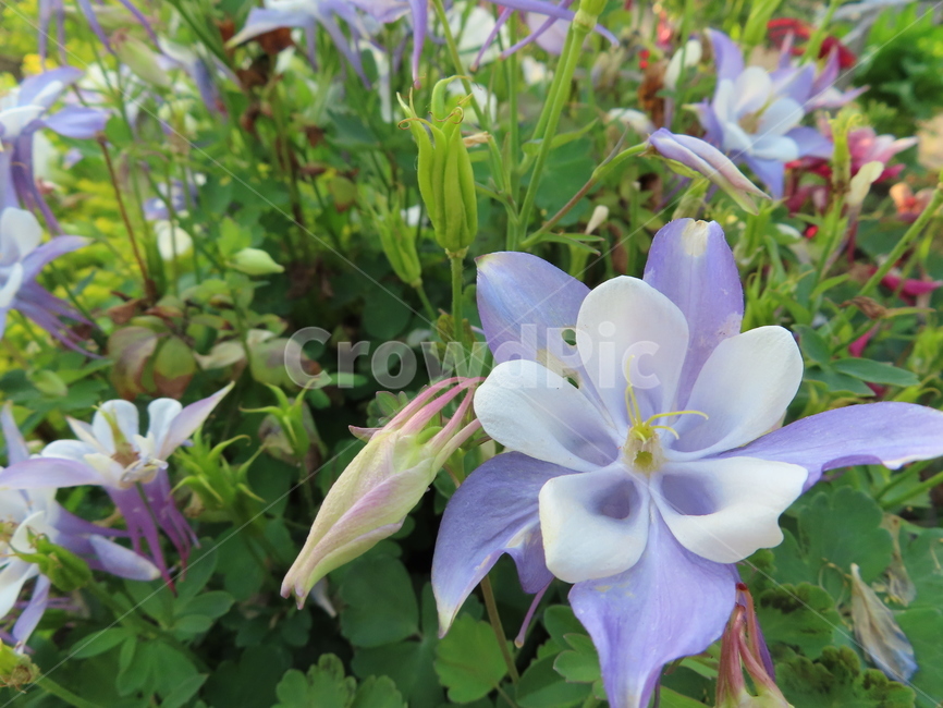 작은꽃,아름다움,귀여움,작다,꽃,식물,공원,화려함,smallflowers,beauty,small,plants,parks,flowers
