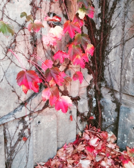 담쟁이,단풍,자연,벽,가을,가을,계절,fall,autumn,season,식물,자연,plants,nature,plant,leaf,잎,tree,나무