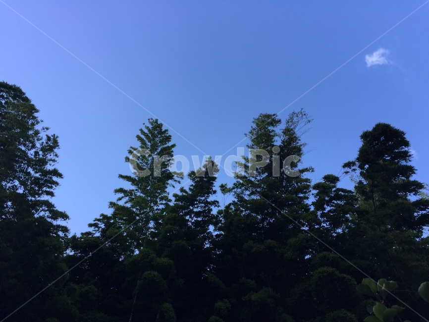 나무,식물,대나무,하늘,가을,자연,풍경,nature,landscape,tree,plant,fir,전나무