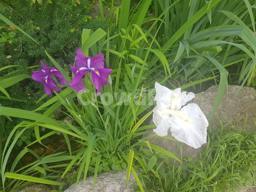 들꽃,여름꽃,창포,야생화,꽃