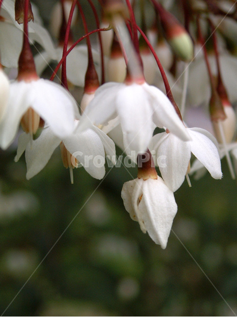 아카시아,꽃,아카시아꽃,아까시나무속,낙엽교목,5월,식물,자연,plants,nature,꽃,flower