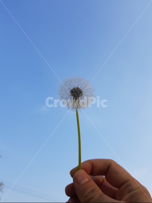 민들레,홀씨,날리기,흩어짐,푸른하늘