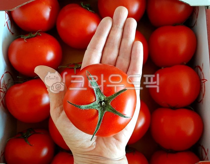 fruit,fruits and vegetables,plate,tomato,vegetable,bowl,tomato top,enlargement,tile,ripe tomatoes,Tomato packaging,red tomatoes,tomato box,hand,close up,tomato sales,Sample,Box,Red,for sale,size,large tomato