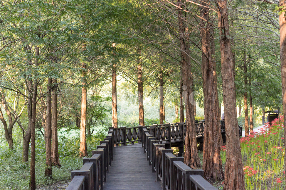 숲길,나뭇길,데크길,자연,풍경,나무,통로,자연,풍경,nature,landscape