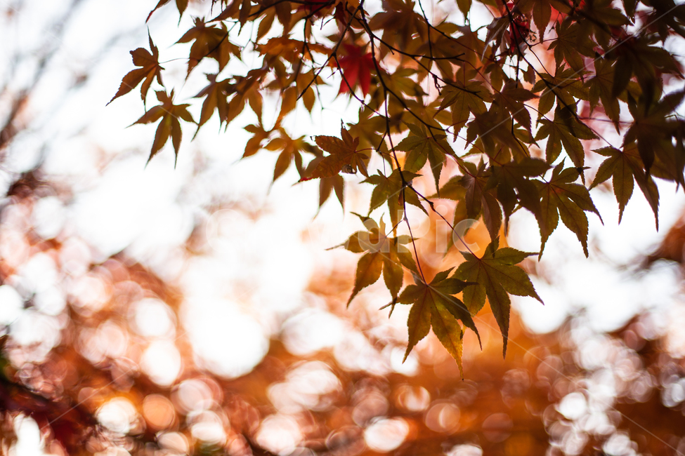 가을,단풍,단풍잎,단풍나무,나무,가을,계절,fall,autumn,season,plant,식물,leaf,잎,tree