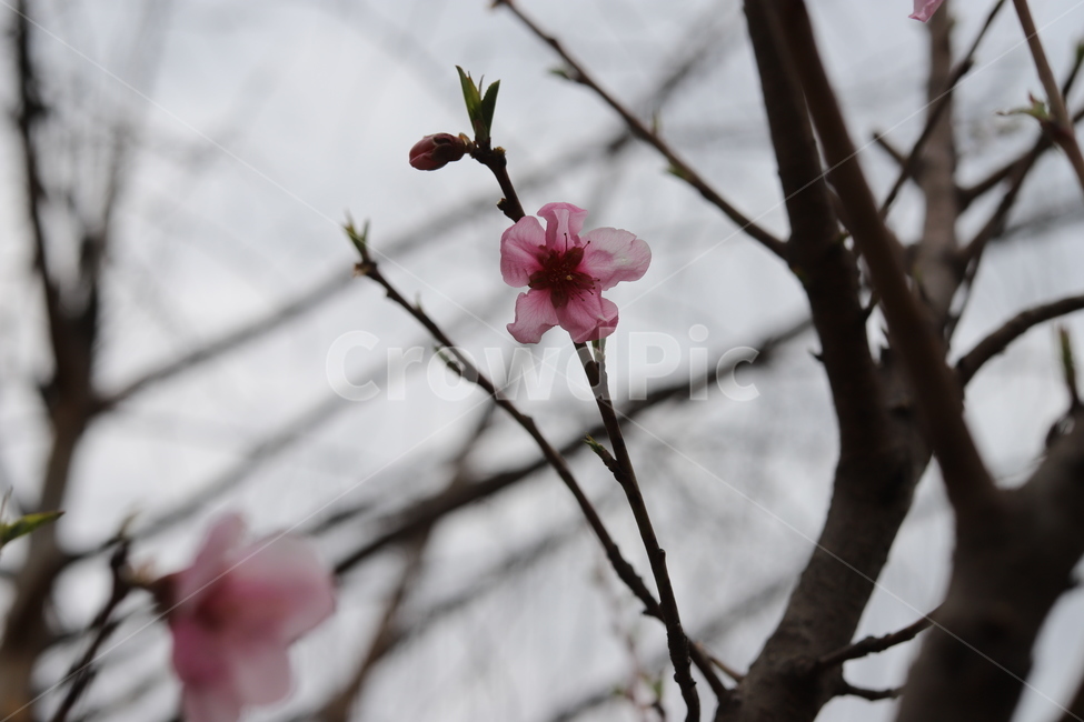 겨울,봄,새싹,꽃봉오리,꽃봉우리,분홍,아름다움,계절,spring,blossom,아련한,작은꽃,자연,nature,꽃배경,야외,자연풍경,식물,자연,plants,nature,꽃,flower