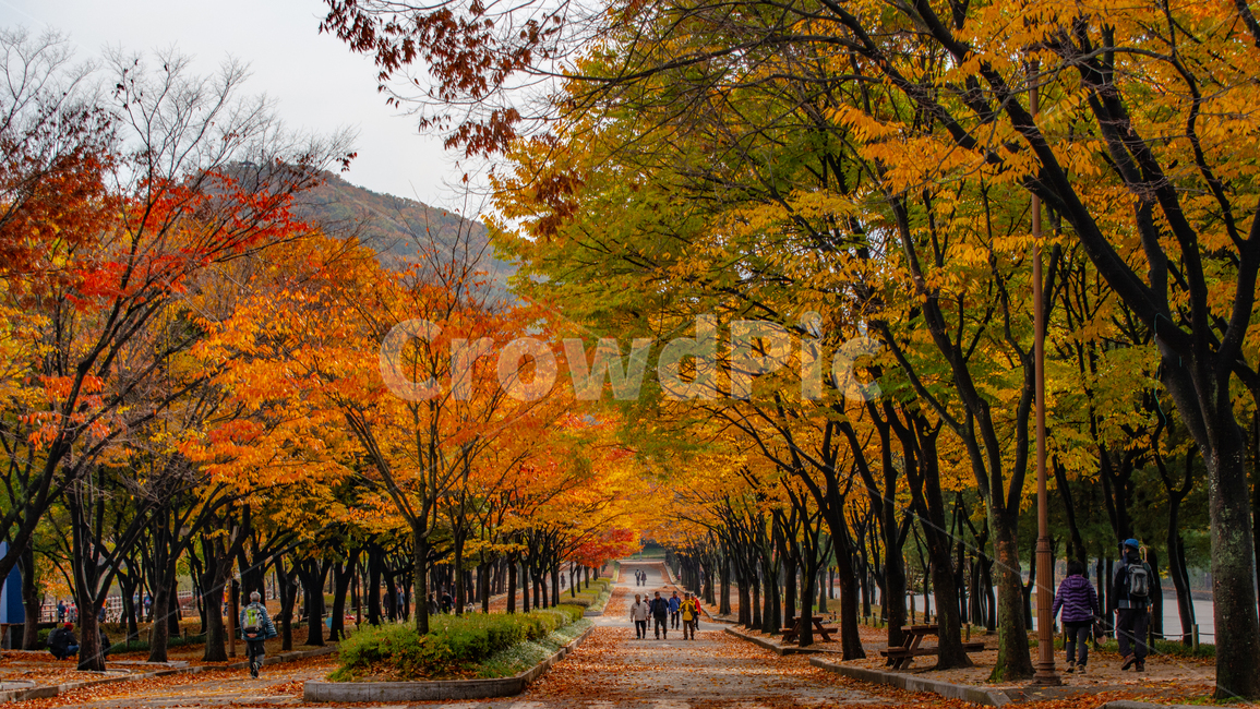 가을,단풍,낙엽,도로,가로수,공원,만추,가을,계절,fall,autumn,season,자연,풍경,nature,landscape,한국자연풍경,한국자연경관,korea nature landscape,tree,나무,plant,식물,human,인간,person,사람,maple