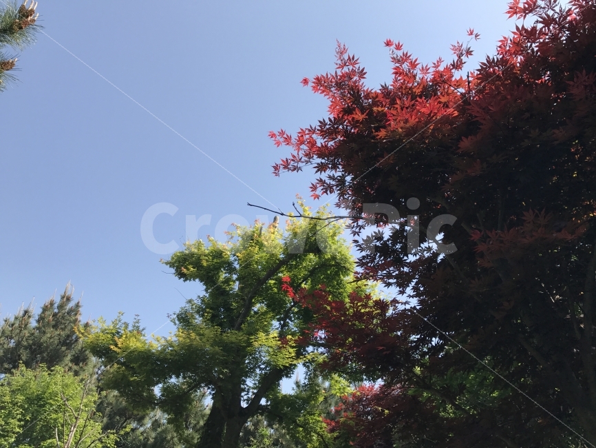 자연,감성,제주,풍경,원본,무보정,자연,풍경,nature,landscape,가을,계절,fall,autumn,season,tree,나무,plant,식물
