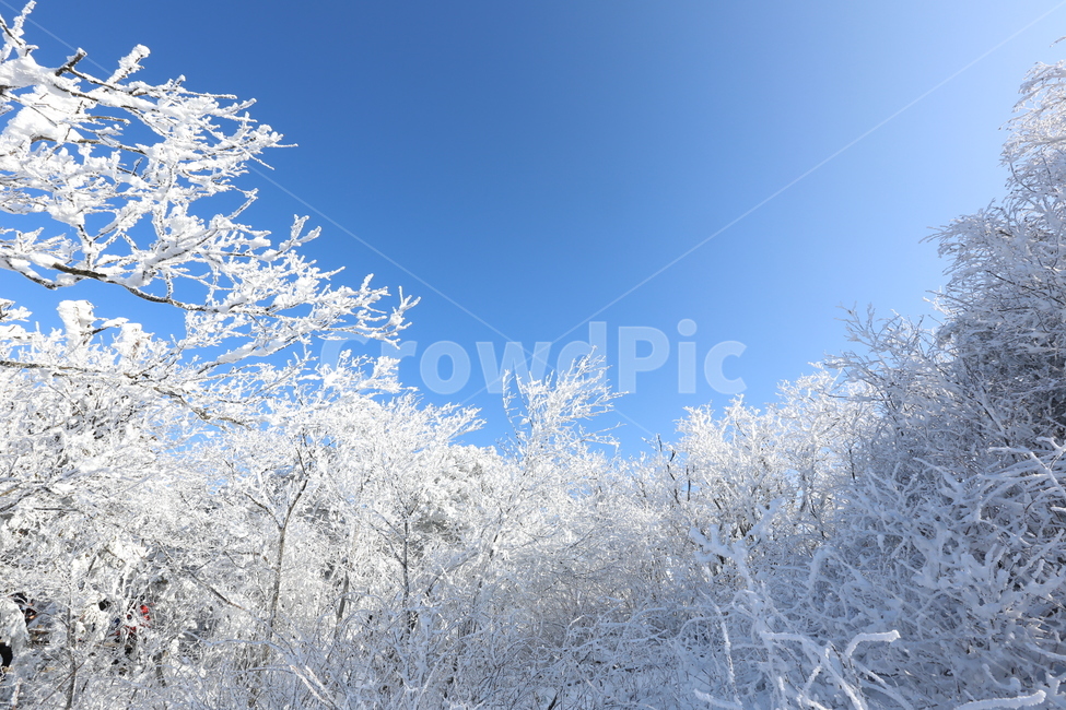 눈꽃,눈,풍경,설경,자연,나무,겨울나무,nature,outdoors,ice,얼음,snow,겨울,계절,winter,season,자연,풍경,nature,landscape