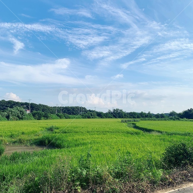 자연,outdoors,field,nature,들,grassland,목초지