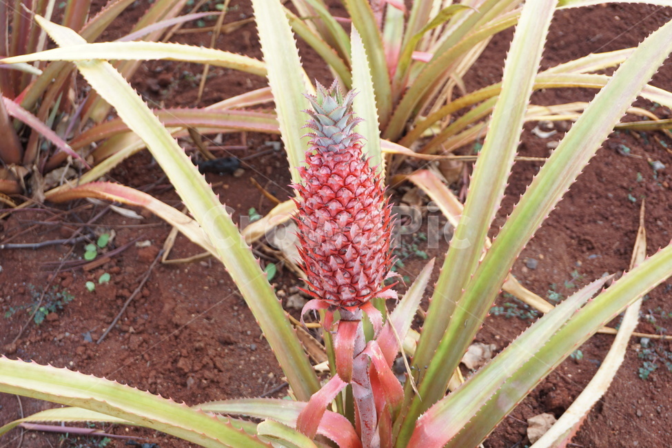 파인애플,빨간파인애플,pineapple,redpineapple,자라는파인애플,레드파인애플,식물,자연,plants,nature