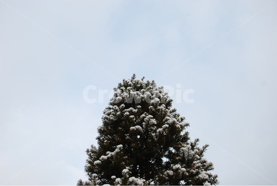 눈,하늘,나무,겨울,자연,눈덮인나무,겨울,계절,winter,season