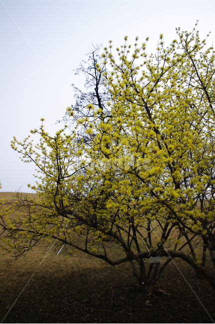 산수유,자연,nature,식물,plant,꽃,flower,나무,봄,spring,계절,봄,계절,spring,season,자연,풍경,nature,landscape,tree,tree trunk,나무 줄기