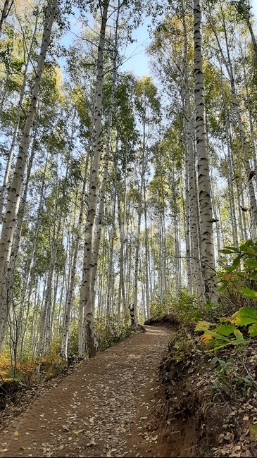 가을풍경,단풍,산행,나무,하늘,숲,풍경,자연,tree,자작나무숲길,자작나무길,산책로,등산로,길,나무,trees,wood