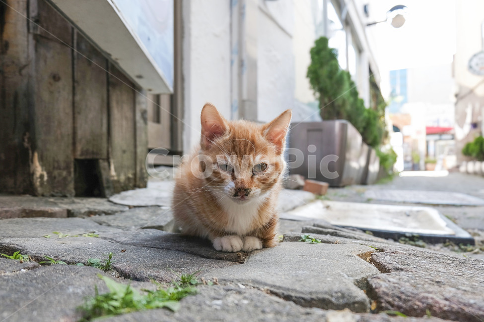 고양이,동물,냥이,길고양이,길냥이,cat,animal,mammalia,mammal,동물,animal,포유류,mammal,고양이,cat,kitten,kitty