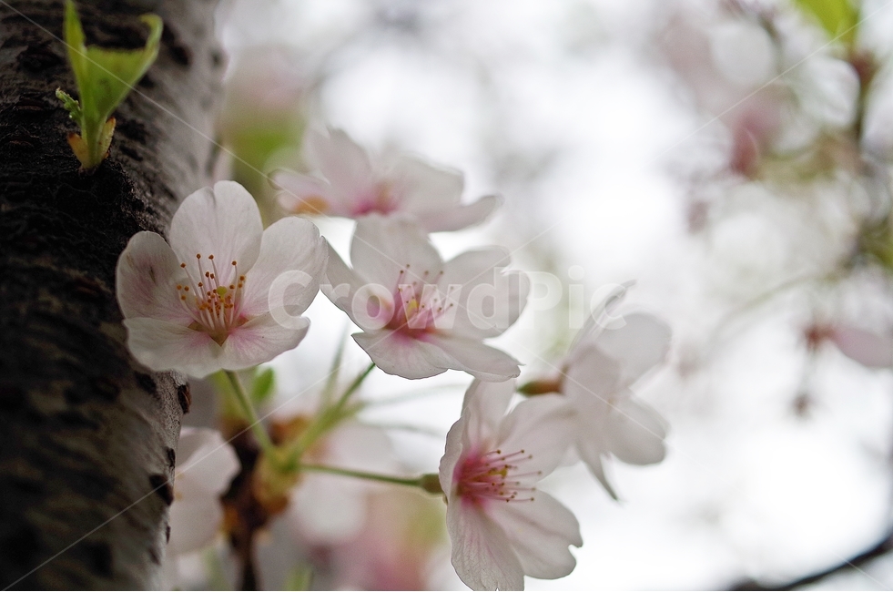 벚꽃,윤중로,석촌호수,벚꽃축제,봄꽃,봄,계절,spring,season,식물,자연,plants,nature,꽃,flower,plant