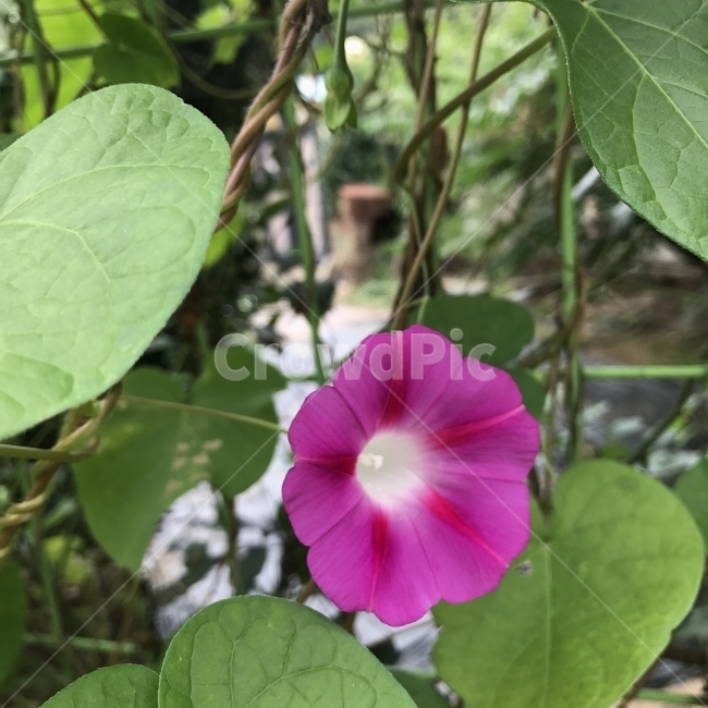 나팔꽃,둥근나팔꽃,둥근잎나팔꽃,CommonMorningglory,MorningGlory,메꽃과,한해살이풀,자주꽃,덩굴식물,관상용,식물,꽃,Flower,식물,자연,plants,nature,꽃,flower
