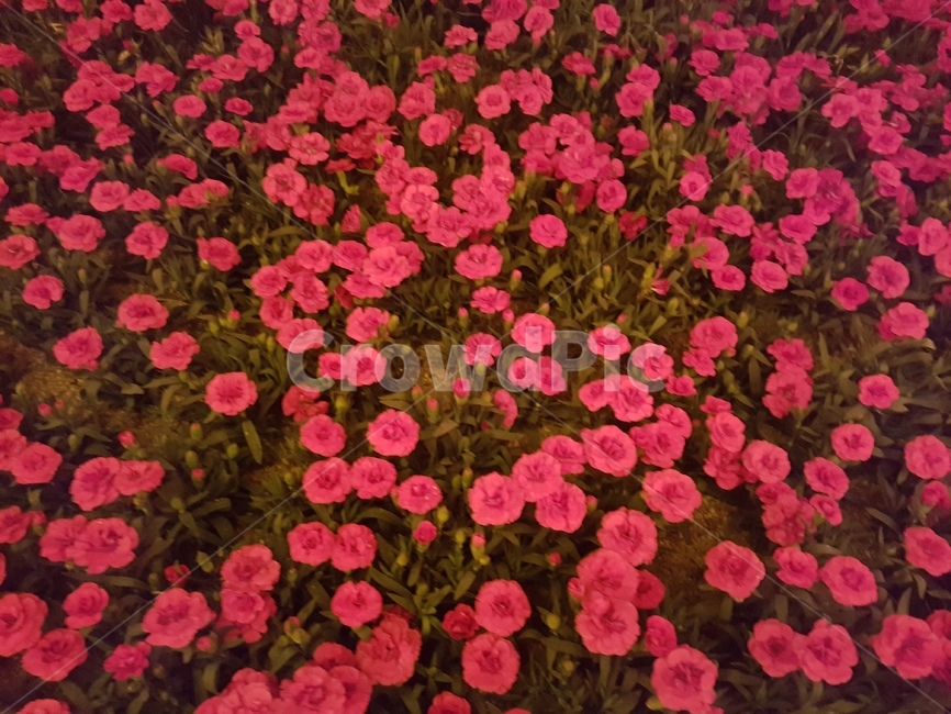 plant,꽃,식물,제라늄,빨강,식물,자연,plants,nature,꽃,flower