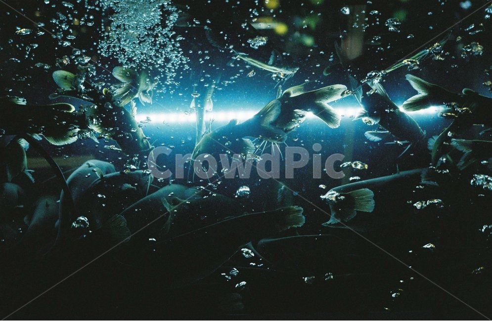 수족관,횟집,물고기,삶,물속풍경,동물,animal,어류,물고기,fish