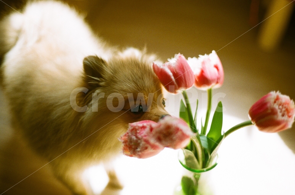 토르,포메라니안,반려견,내사랑,강아지,꽃,강아지꽃,튤립,감성사진,필름사진,thor,pomeranian,dog,flower,film,sensitive,식물,자연,plants,nature,동물,animal,감성,sensible,feeling,개,강아지,dog,doggy,포유류,mammal,꽃,flower