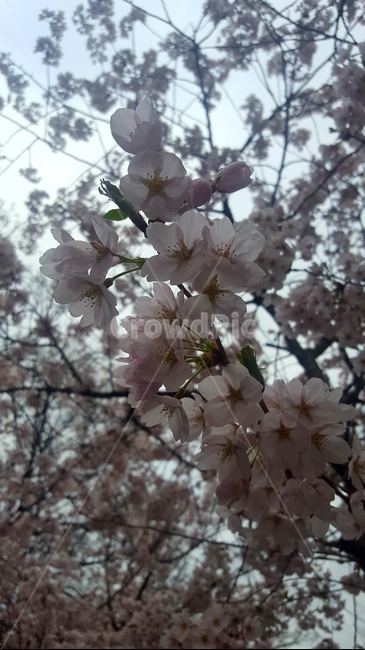 벚꽃,벚나무,벚꽃만개,봄꽃,cherryblossom