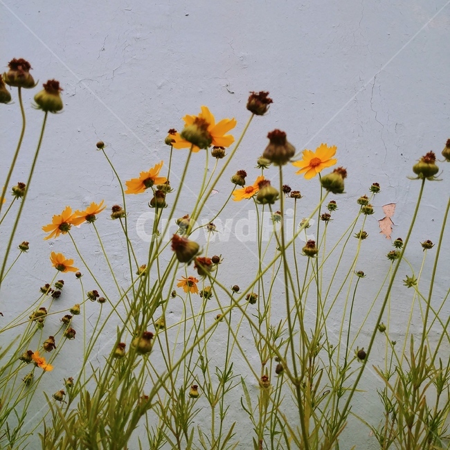 꽃,봄,풀,식물,감성,flower,spring