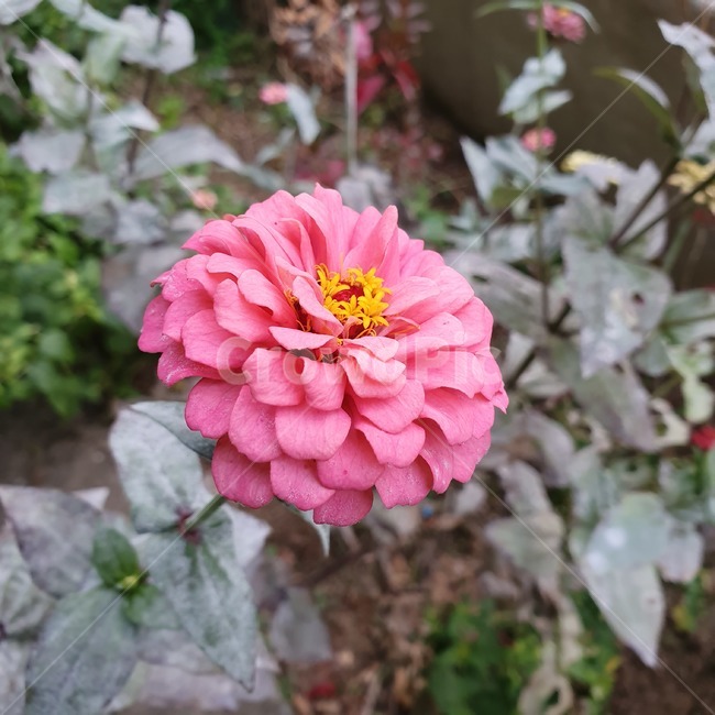 flower,꽃,식물,분홍,pink,식물,자연,plants,nature,꽃,flower