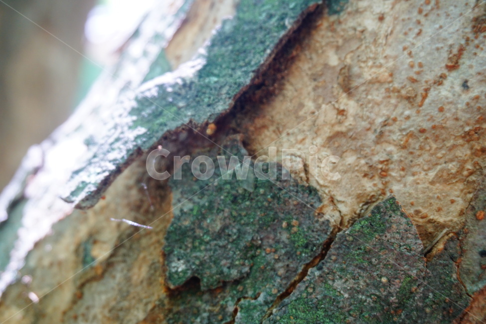 나무,표면,나무표면,자연,나무껍질,거친,뜯어진,tree,nature,hard
